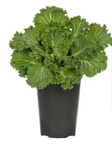 Ornamental Kale (كرنب زينة)