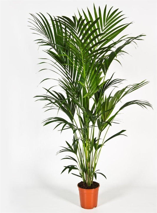 Chamaedorea elegans (شامادوريا)