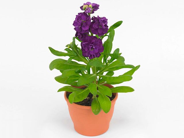 Stock Flower (المنثور)