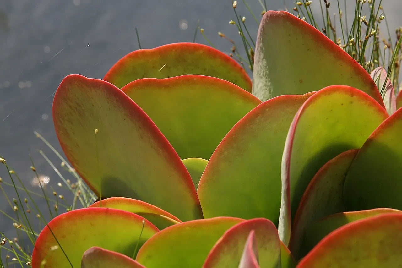 Kalanchoe thyrsiflora (صبار خد الجميل)