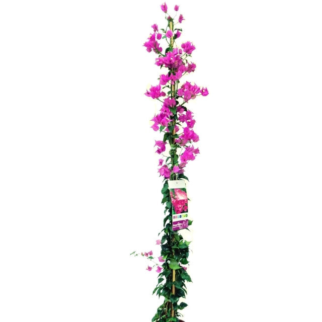 Bougainvillea Glabra (جهنمية )
