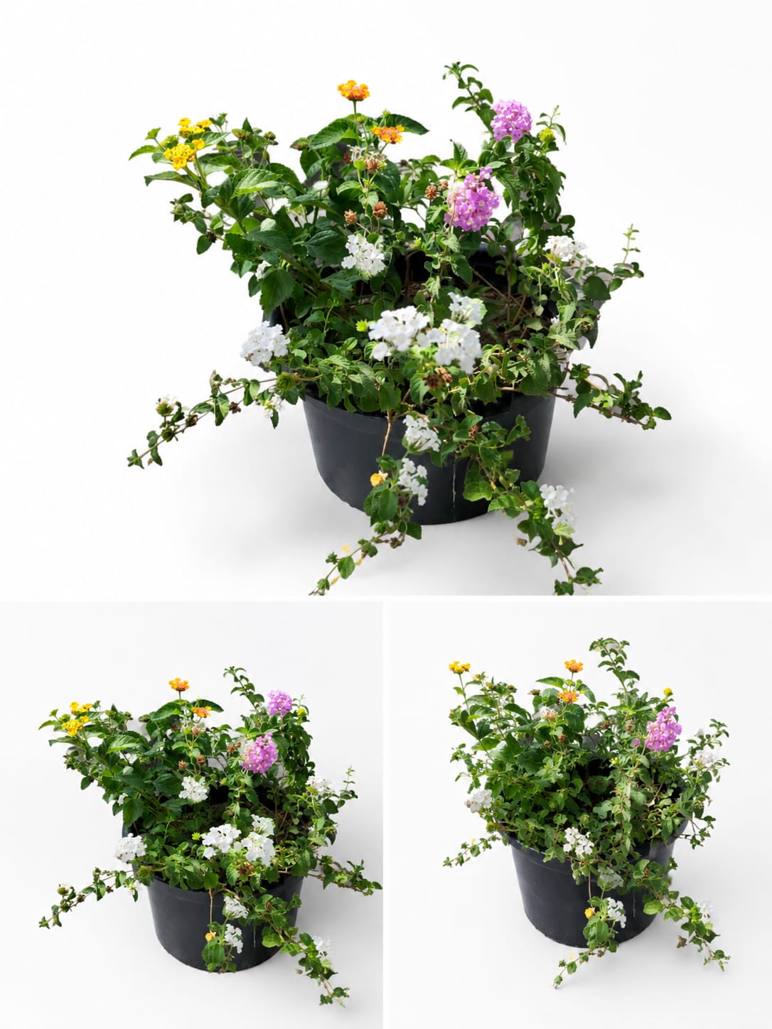 Lantana Multicolor لانتانا متعددة الألوان