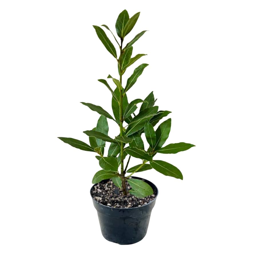 Laura leaf bay (ورق لورا)