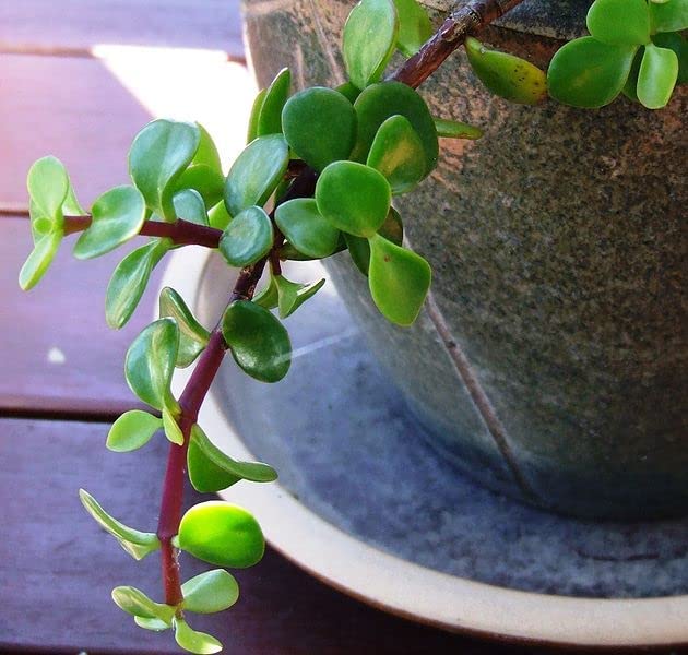 Portulacaria afra (صبار دمعة الطفل)