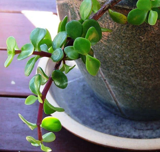 Portulacaria afra (صبار دمعة الطفل)