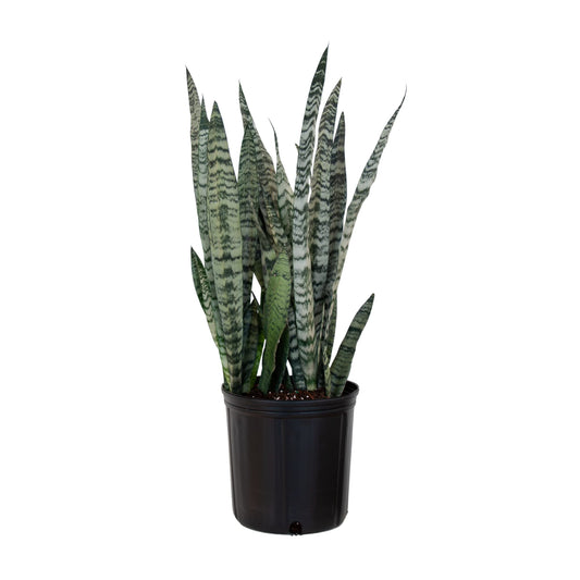 Snake Plant (جلد الثعبان)