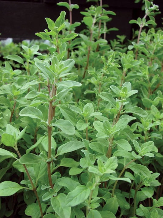 Marjoram (بردقوش)