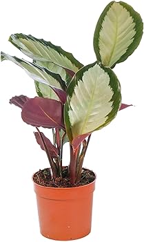 Calathea Sanderiana (كلاثيا)