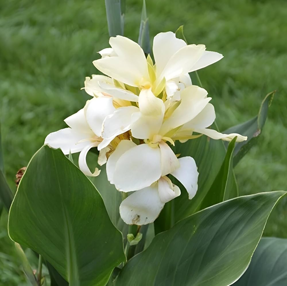 Canna Indica (كنا )