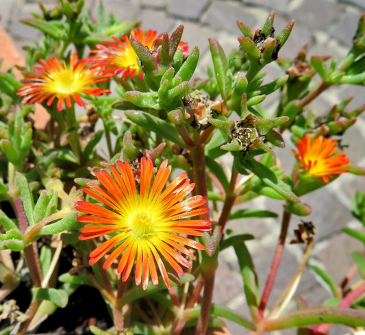 Malephora crocea (نبات الثلج الأحمر - صبار أسباني)