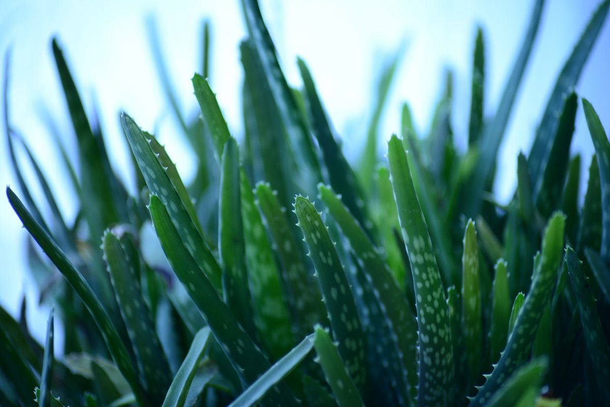 Aloe vera (صبار الوفيرا) - Shatla Sky