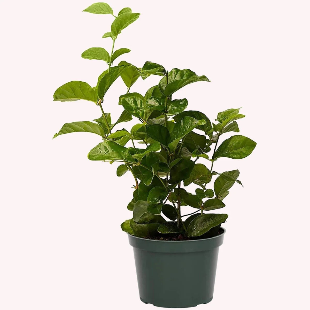 Arabian Jasmine (الفل البلدي) - Shatla Sky