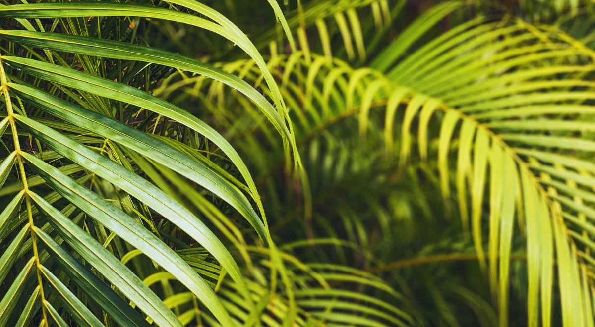 Areca Palm (أريكا صفراء) - Shatla Sky