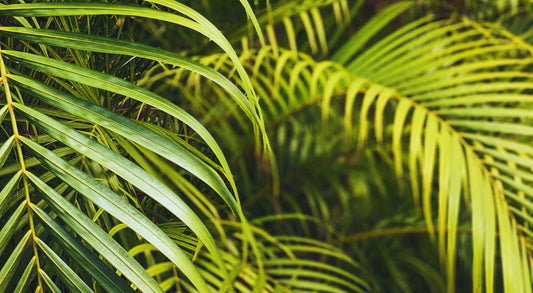 Areca Palm (أريكا صفراء) - Shatla Sky