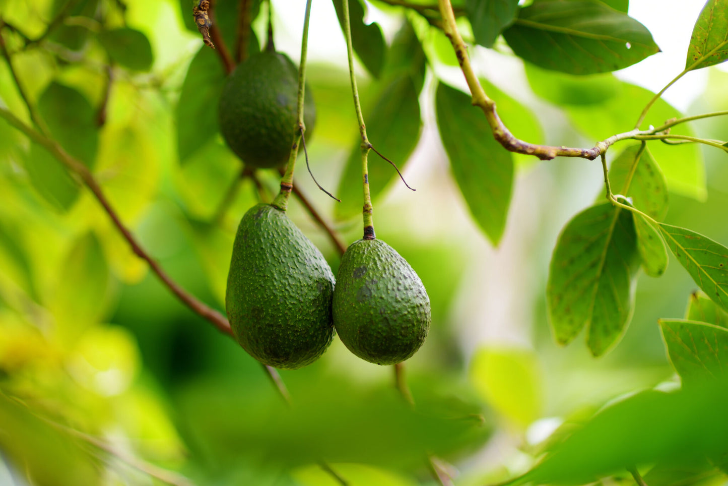 Avocado Tree (شجرة افوكادو) - Shatla Sky