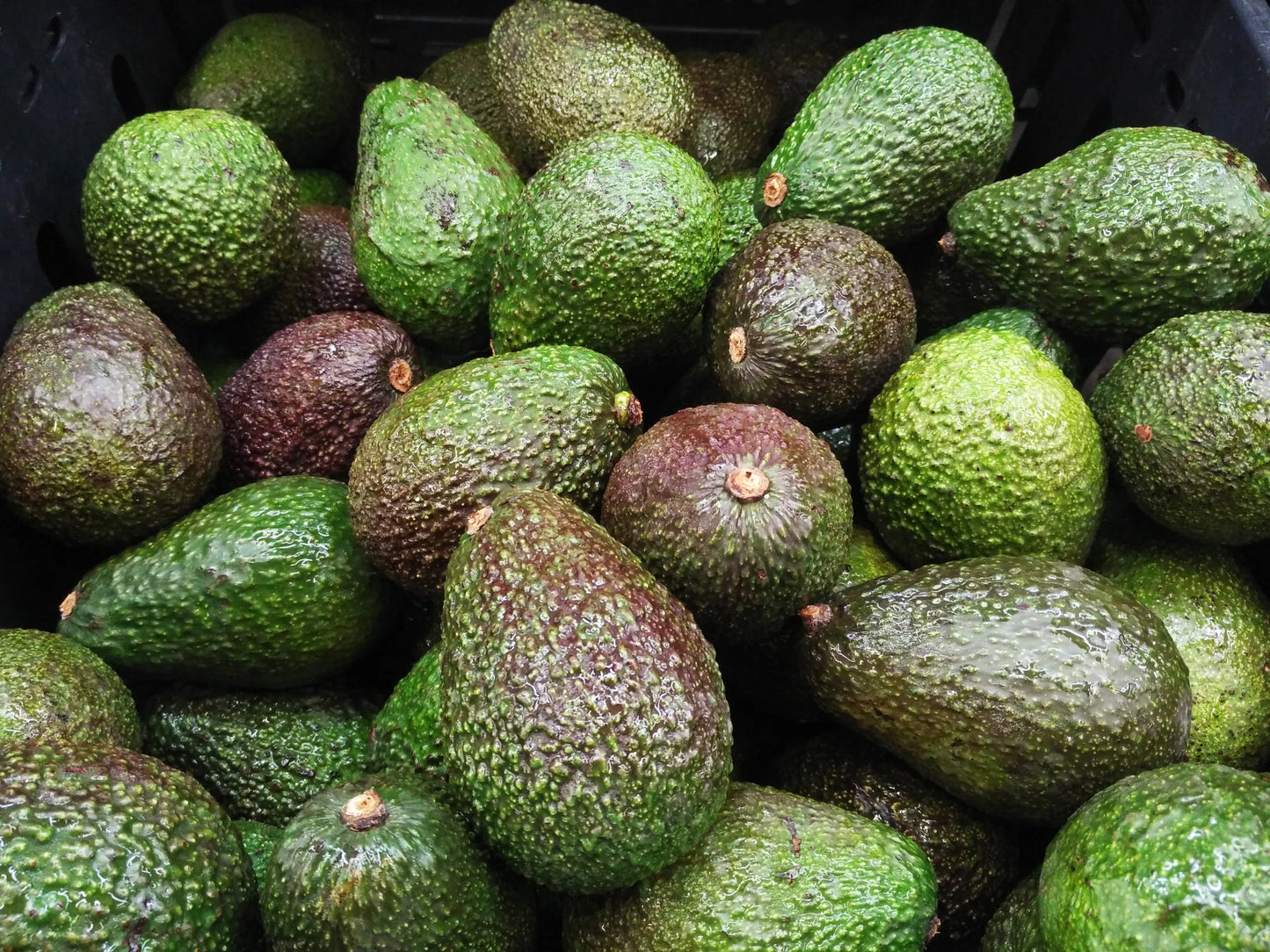 Avocado Tree (شجرة افوكادو) - Shatla Sky