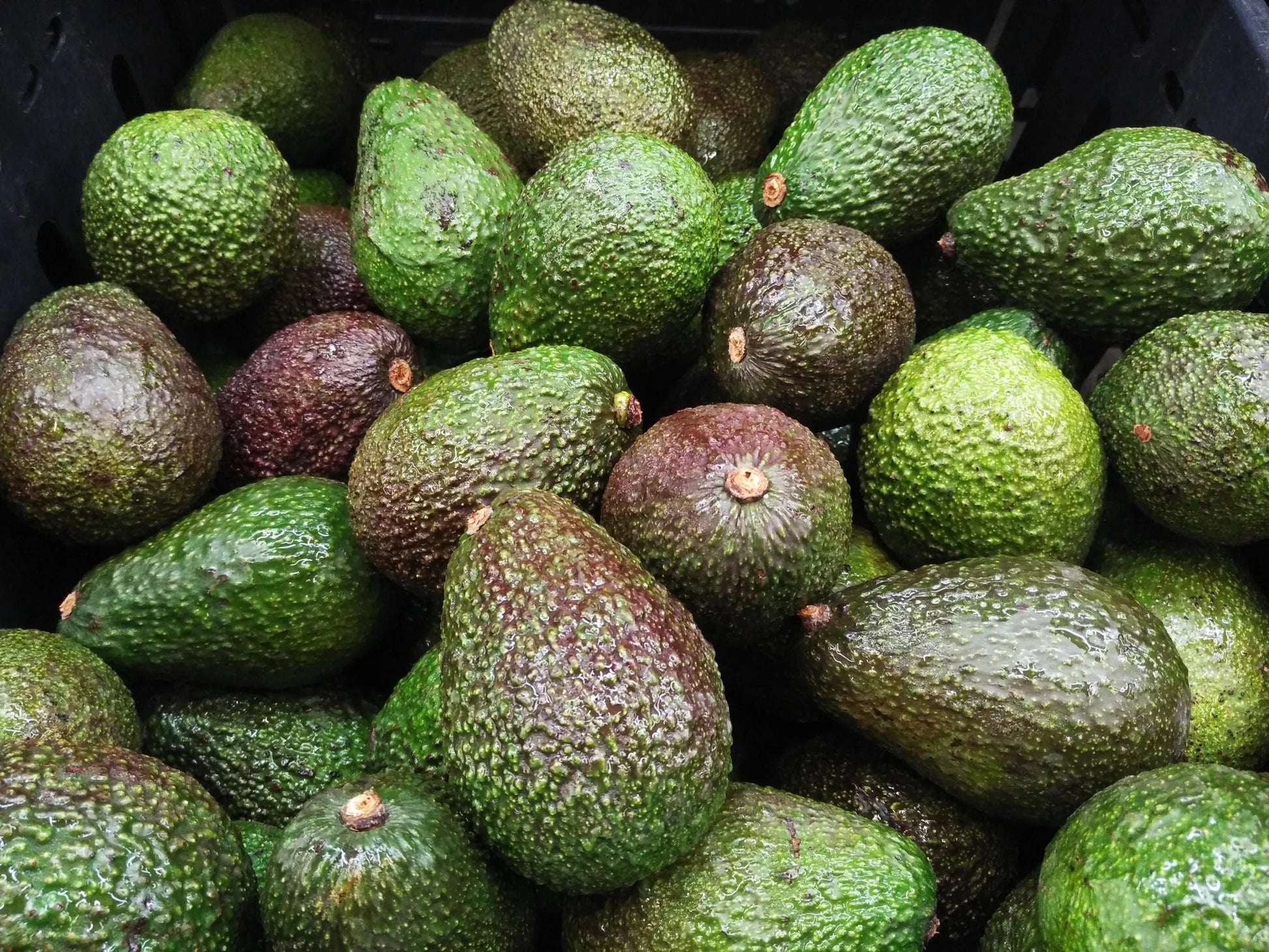 Avocado Tree (شجرة افوكادو) - Shatla Sky