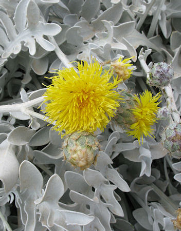Centaurea ragusina (شيرانيا)