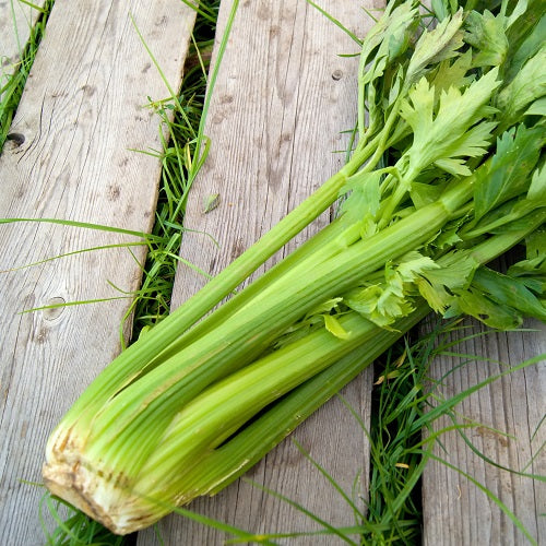 Celery Seeds (بذور كرفس) - Shatla Sky