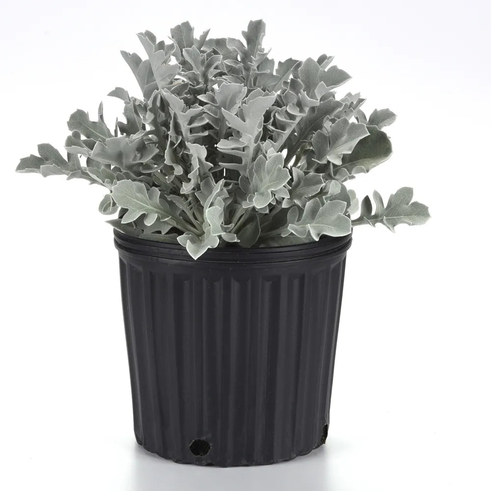 Centaurea ragusina (شيرانيا)