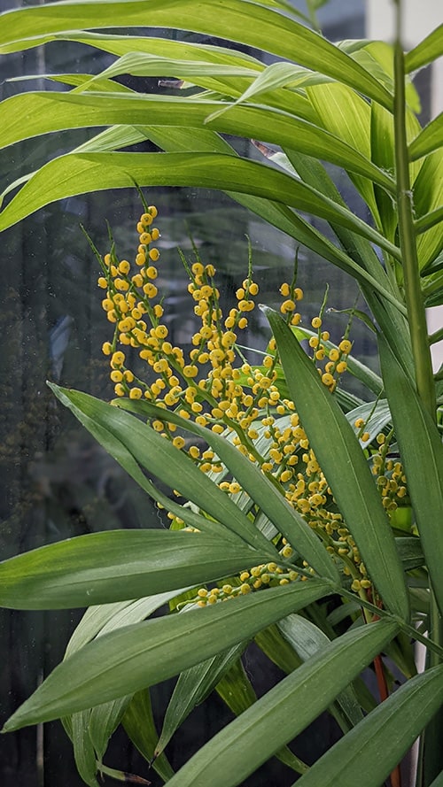 Chamaedorea elegans (شامادوريا) - Shatla Sky