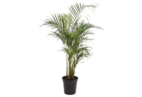 Areca Palm (أريكا صفراء)
