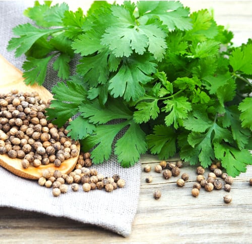 Coriander Seeds (بذور كسبرة) - Shatla Sky