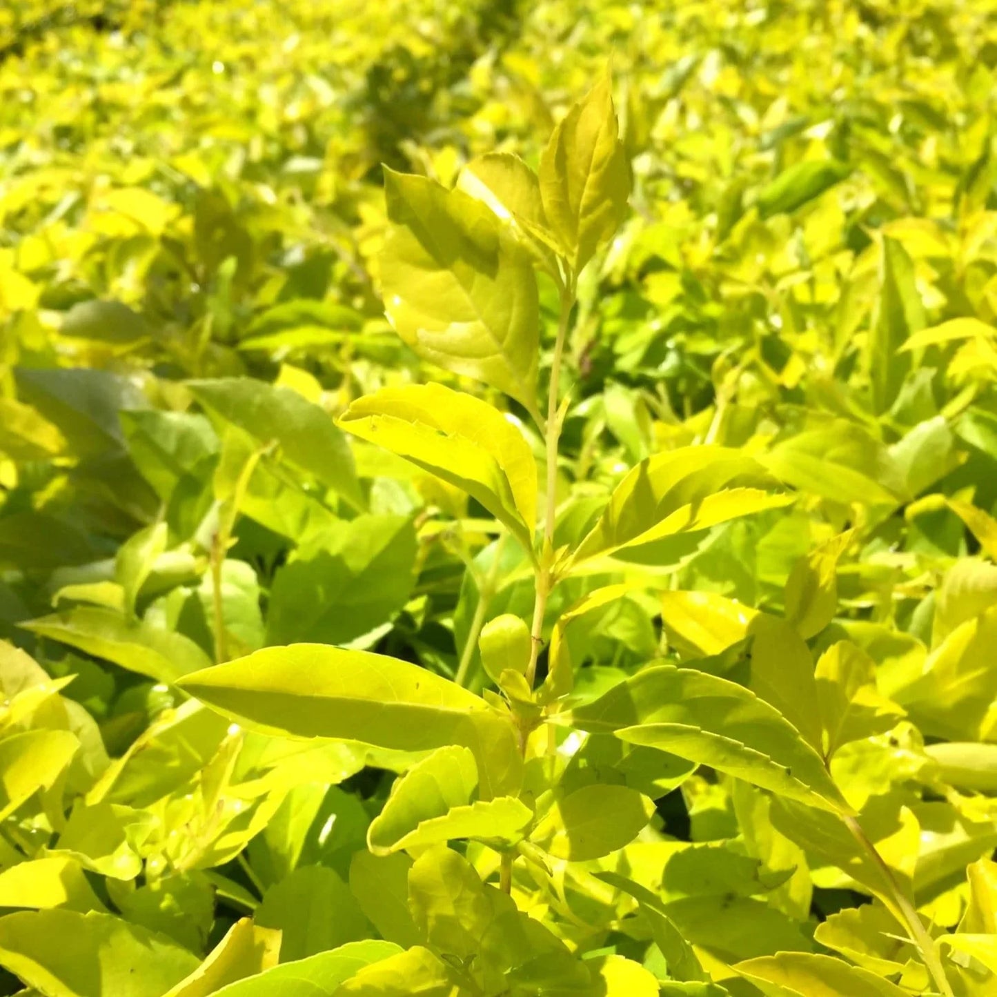 Duranta Lemon (دورانتا ليمون) - Shatla Sky