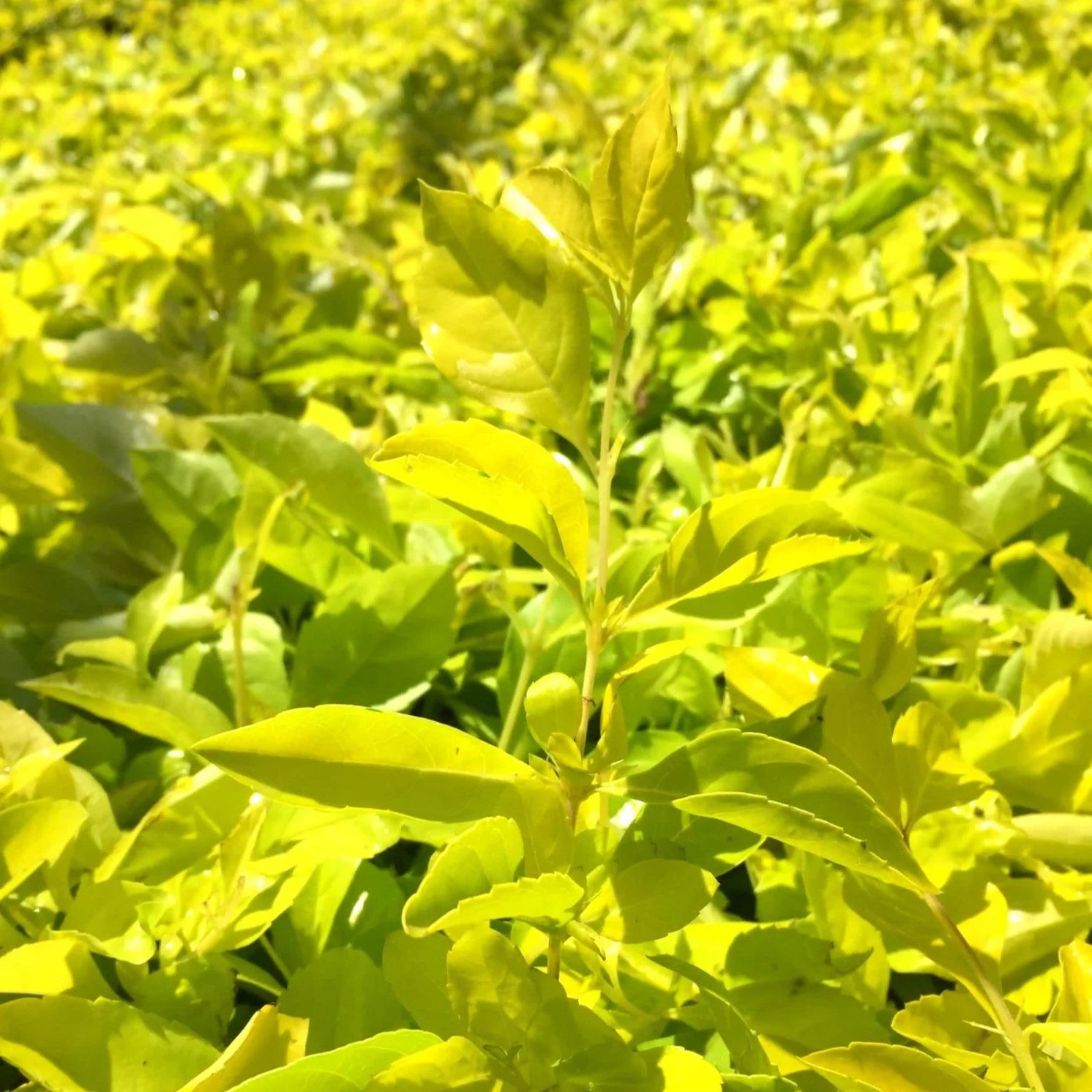 Duranta Lemon (دورانتا ليمون) - Shatla Sky