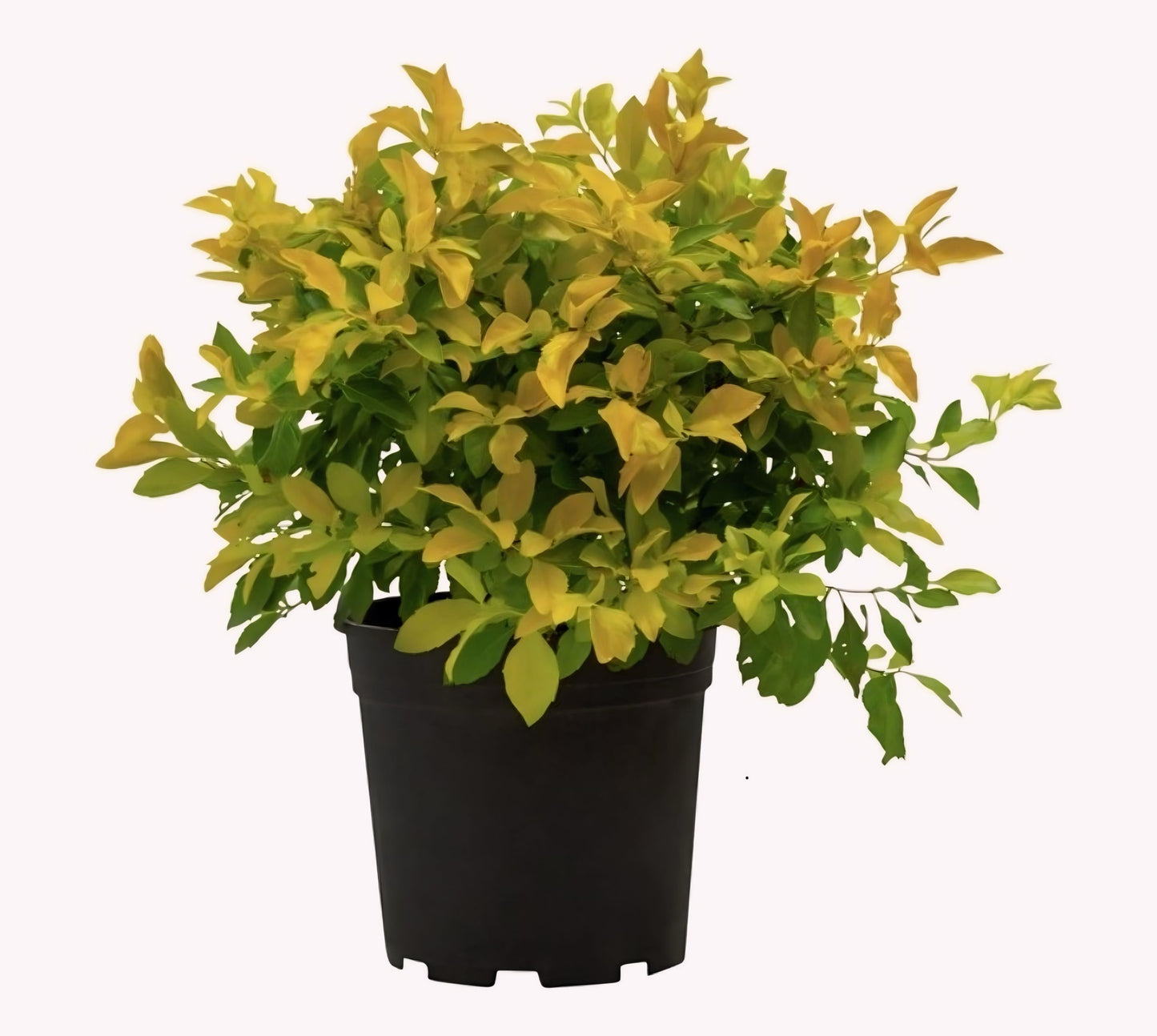 Duranta Lemon (دورانتا ليمون) - Shatla Sky
