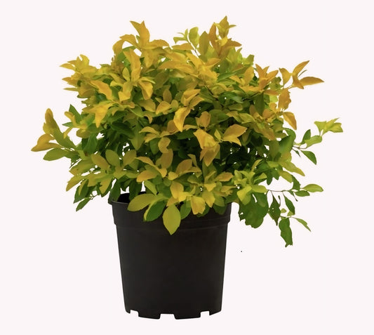 Duranta Lemon (دورانتا ليمون) - Shatla Sky