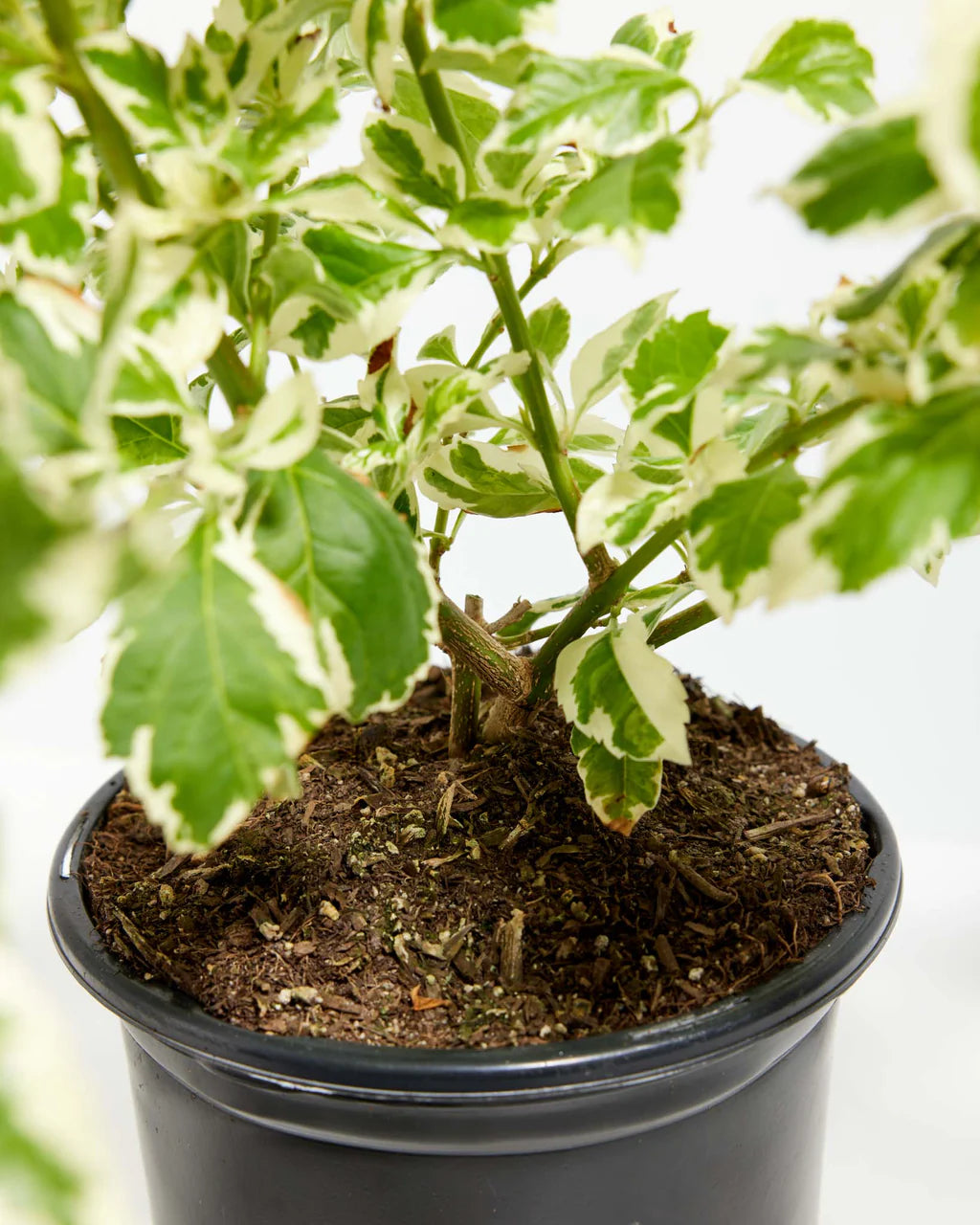 Duranta Variegata (دورنتا مبرقش) - Shatla Sky