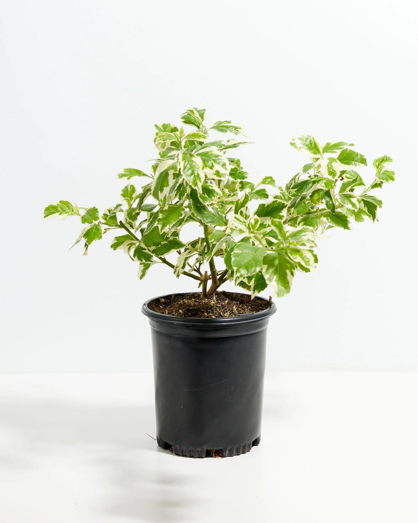 Duranta Variegata (دورنتا مبرقش) - Shatla Sky