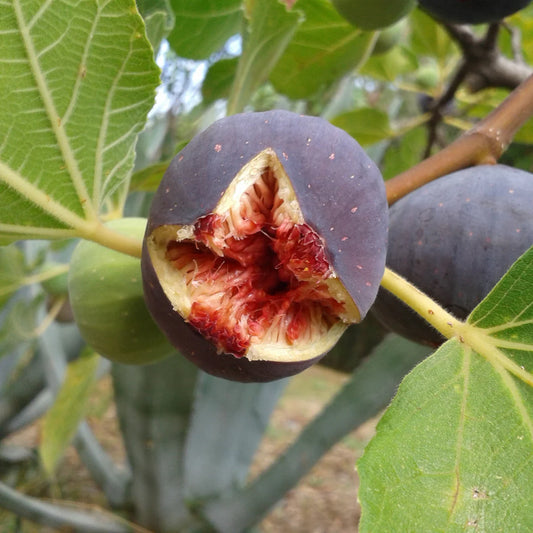 Fig Tree (شجرة تين) - Shatla Sky