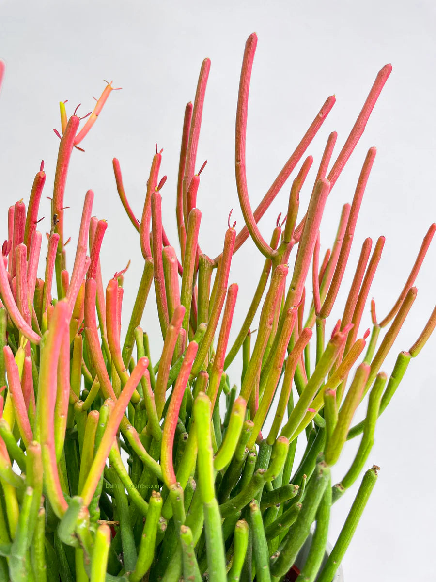 Firestick Plant (صبار اورتيكاليا) - Shatla Sky