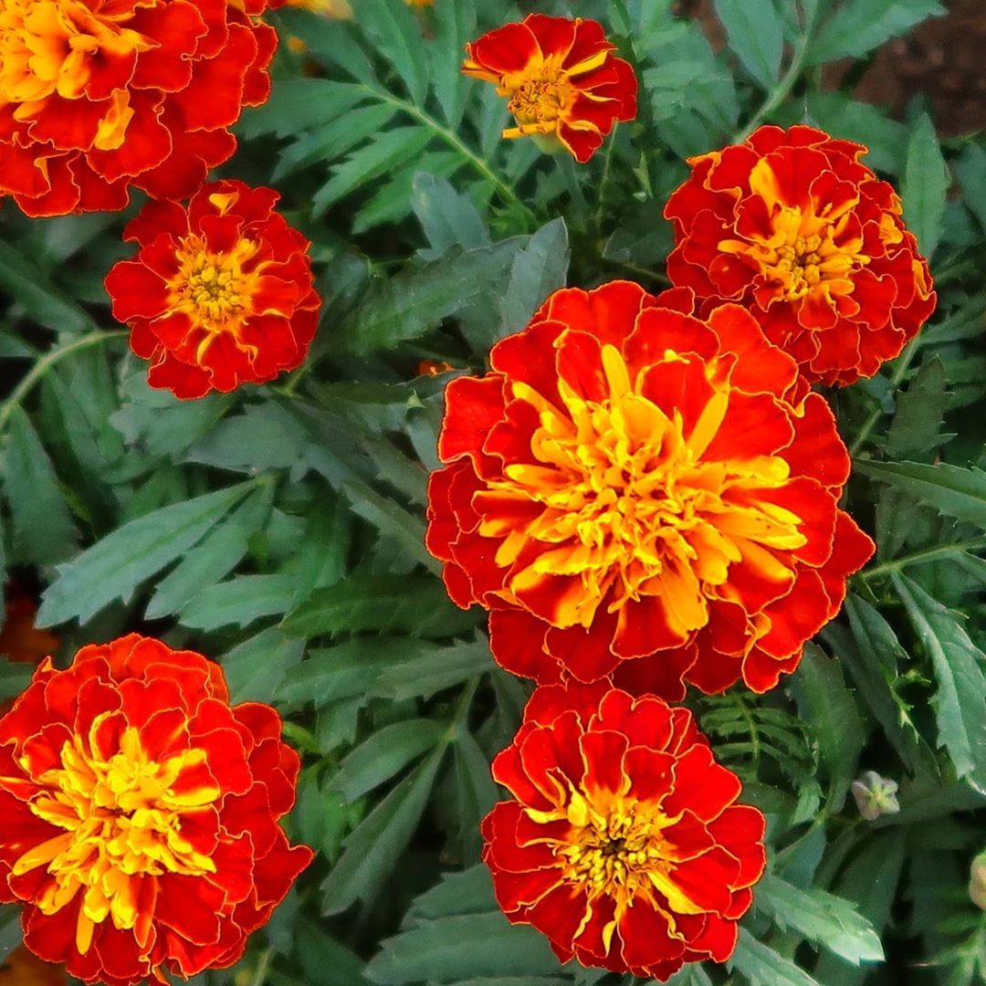 Marigold (القطيفة)
