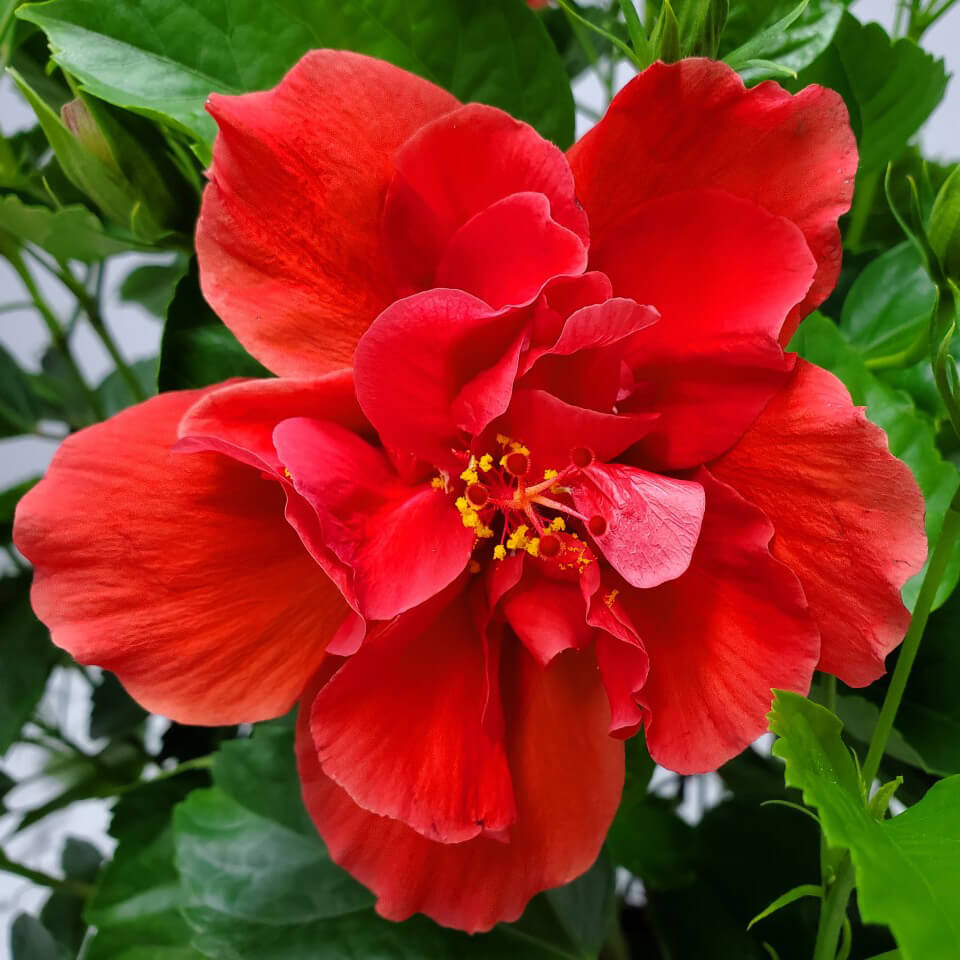 Hibiscus (هيبسكس)