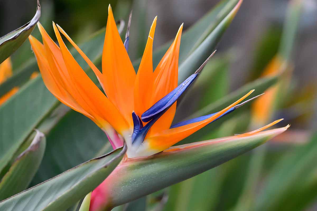 Bird of Paradise Dwarfed (عصفور الجنة مقزم)
