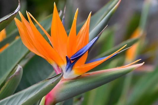 Bird of Paradise Dwarfed (عصفور الجنة مقزم)