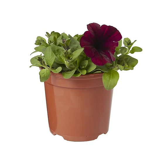 Petunia (بيتونيا)