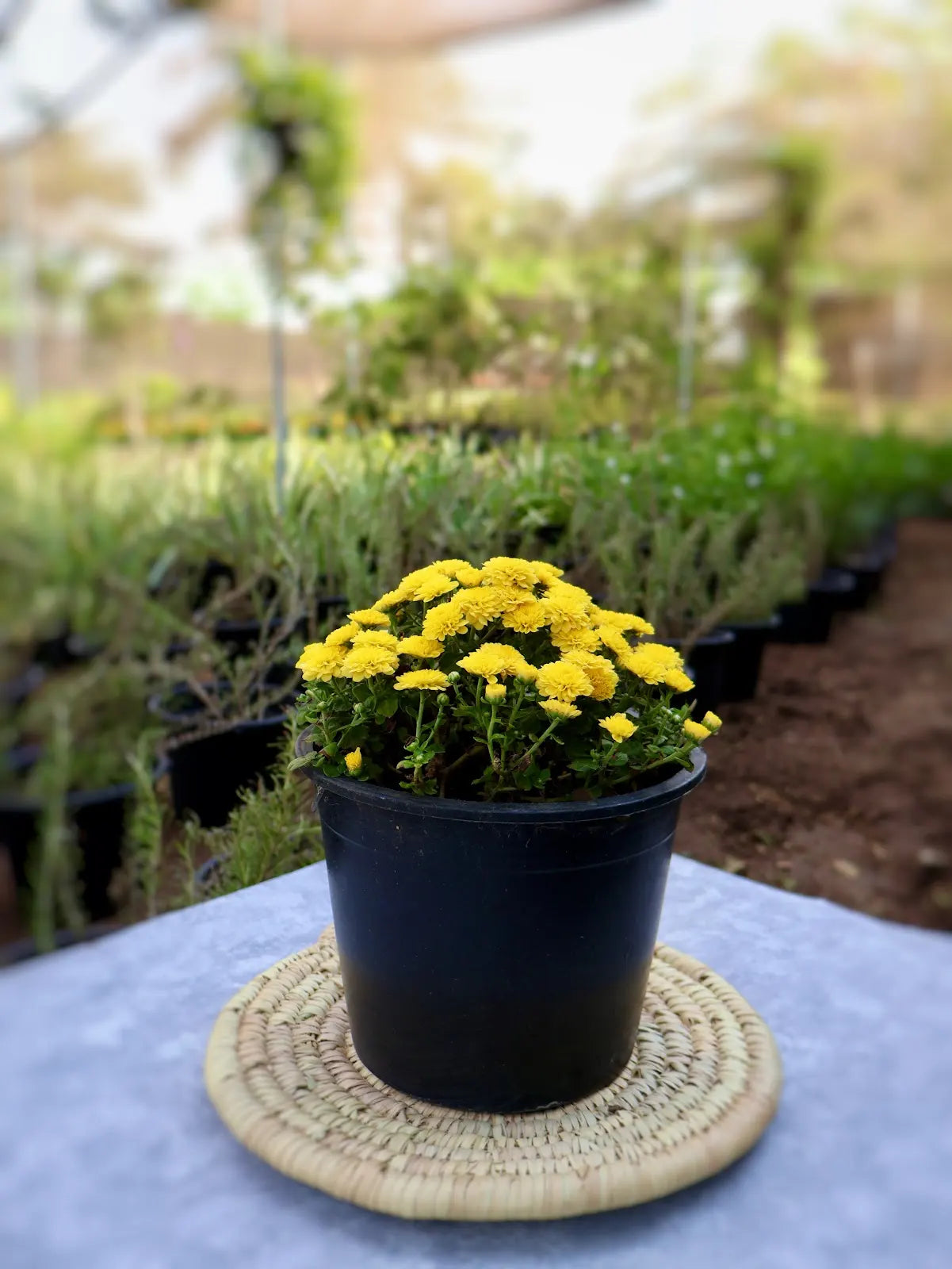 Chrysanthemum (أراولا)