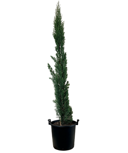 Italian Cypress (سرو إيطالي) - Shatla Sky
