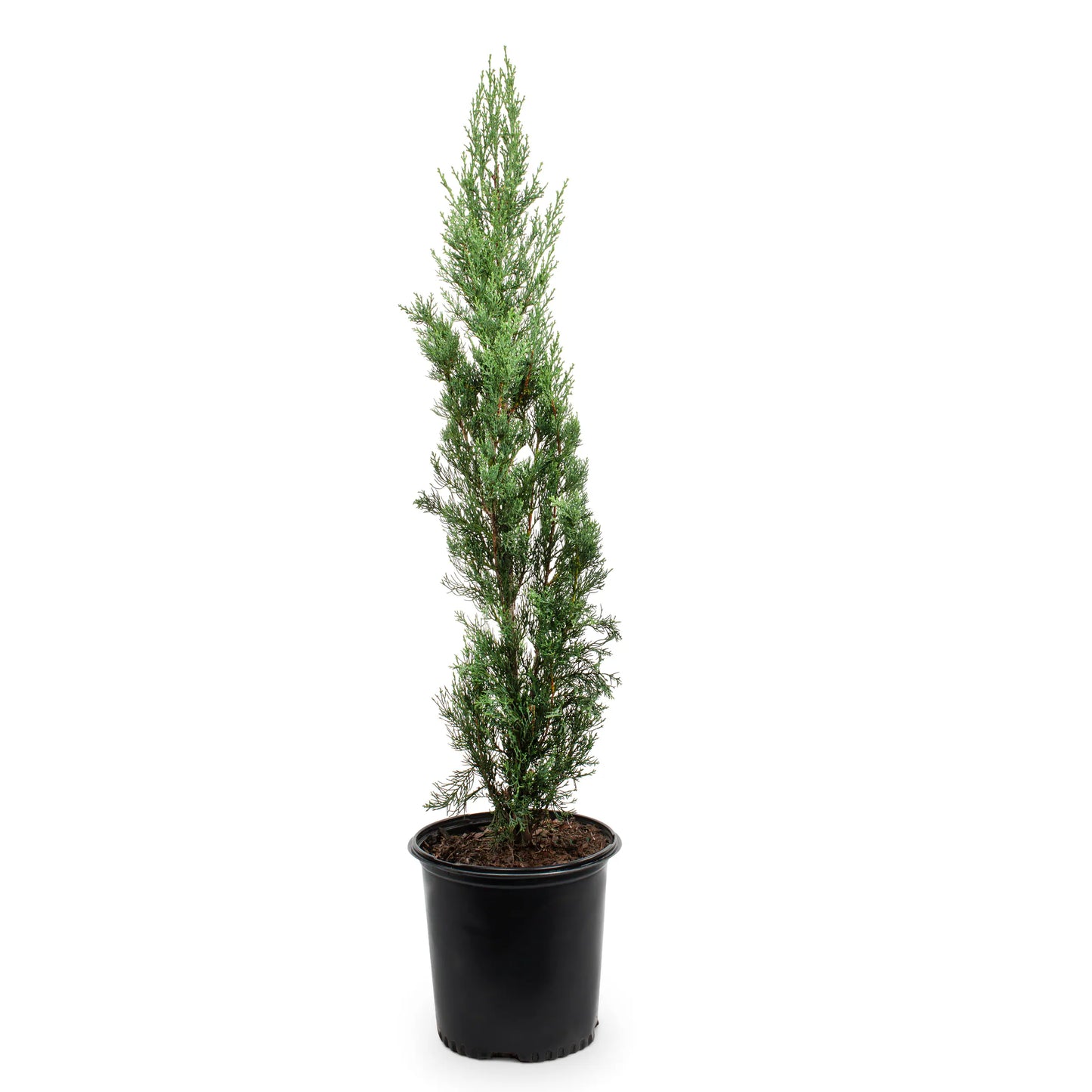 Italian Cypress (سرو إيطالي) - Shatla Sky