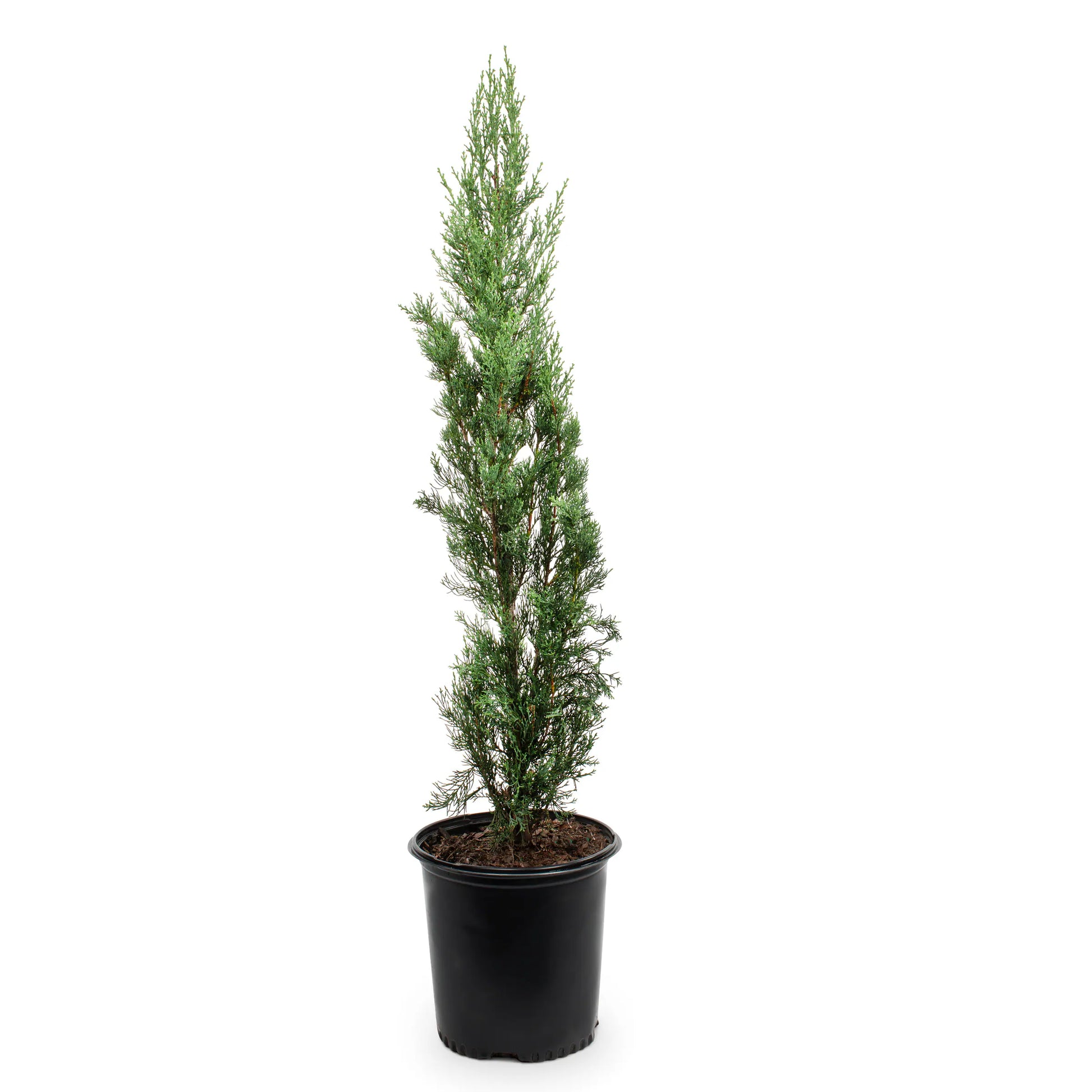 Italian Cypress (سرو إيطالي) - Shatla Sky