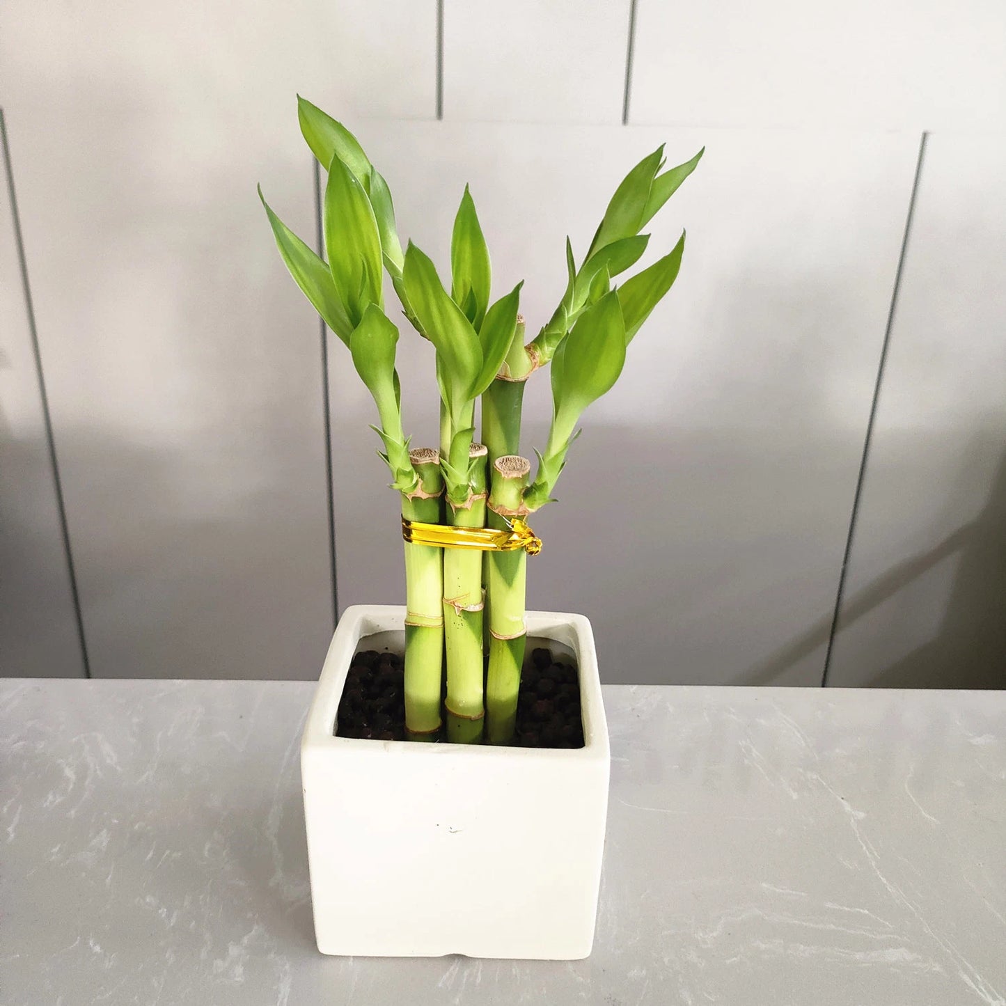 Lucky Bamboo (البامبو) - Shatla Sky