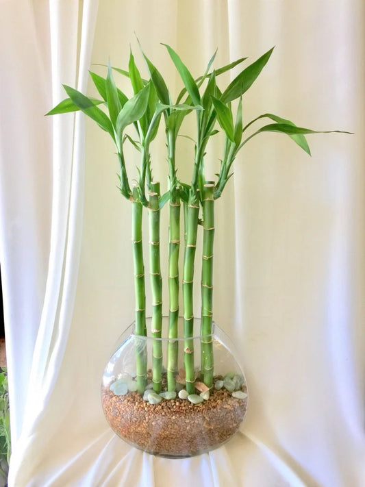 Lucky Bamboo (البامبو) - Shatla Sky