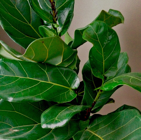 lyrata plant (فيكس ليراتا) - Shatla Sky