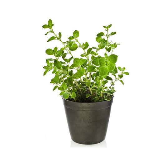 Marjoram (بردقوش) - Shatla Sky