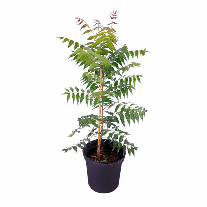 Neem Tree (شجرة نيم) - Shatla Sky
