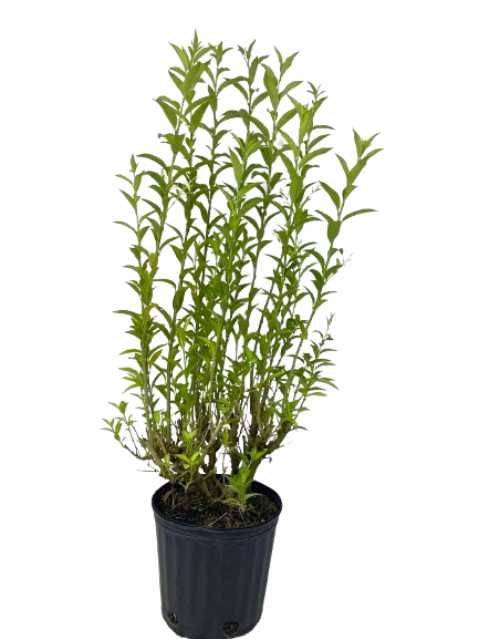 Night Blooming Jasmine (مسك الليل) - Shatla Sky